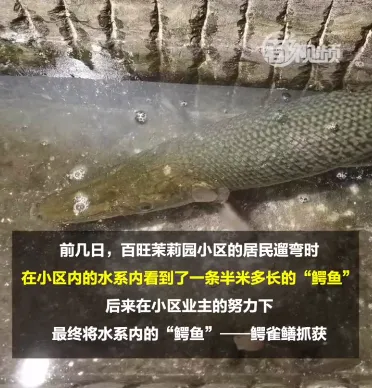 北京海淀一小区惊现怪鱼视频 北京一小区内惊现怪鱼 呲牙咧嘴似“鳄鱼”