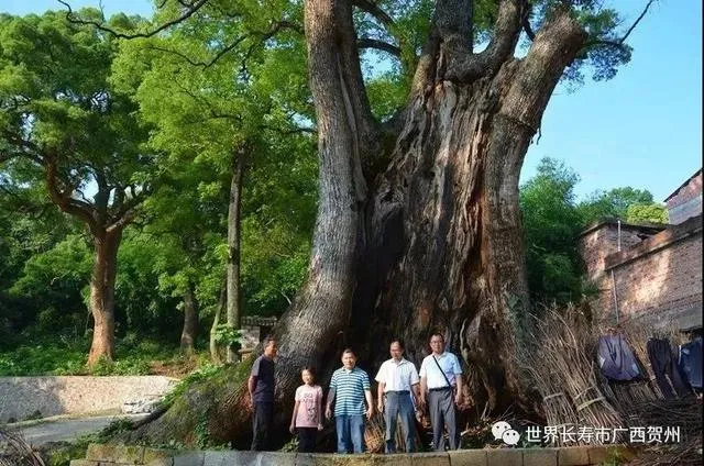 广西贺州一村庄500年古樟树被砍 广西贺州500年古樟树被不法分子砍伐当木柴卖