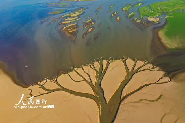 鄱阳湖现“大地之树”景观 大旱鄱阳湖现“大地之树”自然景观播
