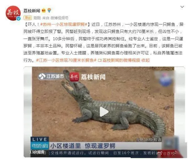 苏州小区现70厘米长鳄鱼 江苏一小区惊现70厘米长鳄鱼,居民推测是家养鳄鱼