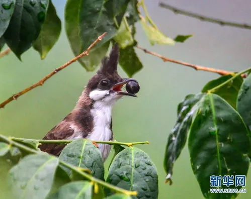 云南的鸟类有哪些 云南的鸟类有哪些照片