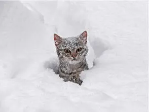 猫冻着了是什么症状 猫冻着了是什么症状表现