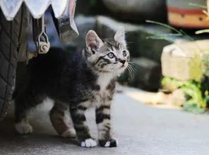 天气闷热猫咪不吃饭 天气闷热猫咪不吃饭怎么办