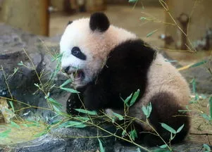 大熊猫香香现在怎么样了 大熊猫香香回国了吗