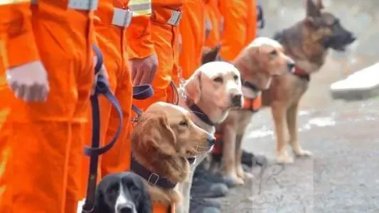 搜救犬 搜救犬一般是什么品种