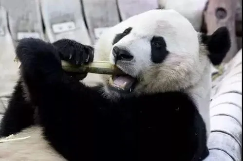 旅美大熊猫启程回国 旅美大熊猫启程回国一起云守护
