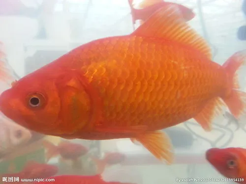 头上有一坨红色的金鱼叫什么名字 头上有一坨红色的金鱼叫什么名字呢