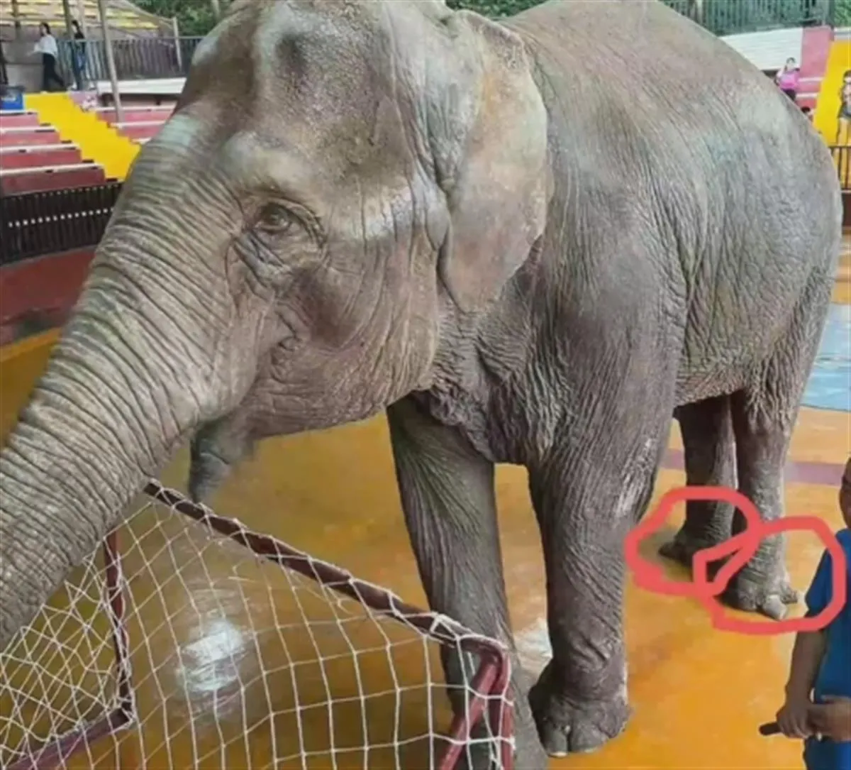 四川一动物园大象果札疑被虐待  四川一动物园大象足部长期没修理