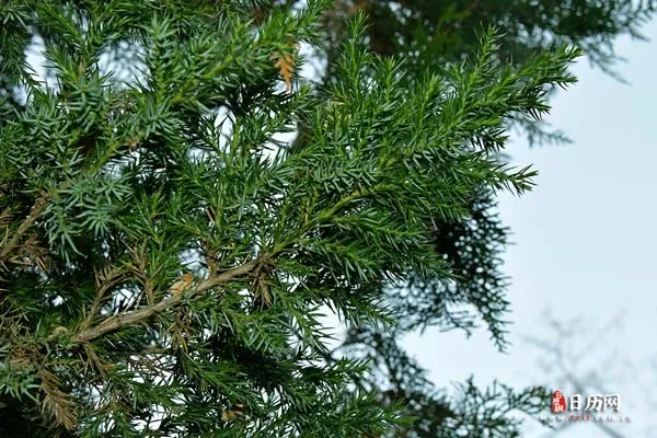 红色延安植物风景