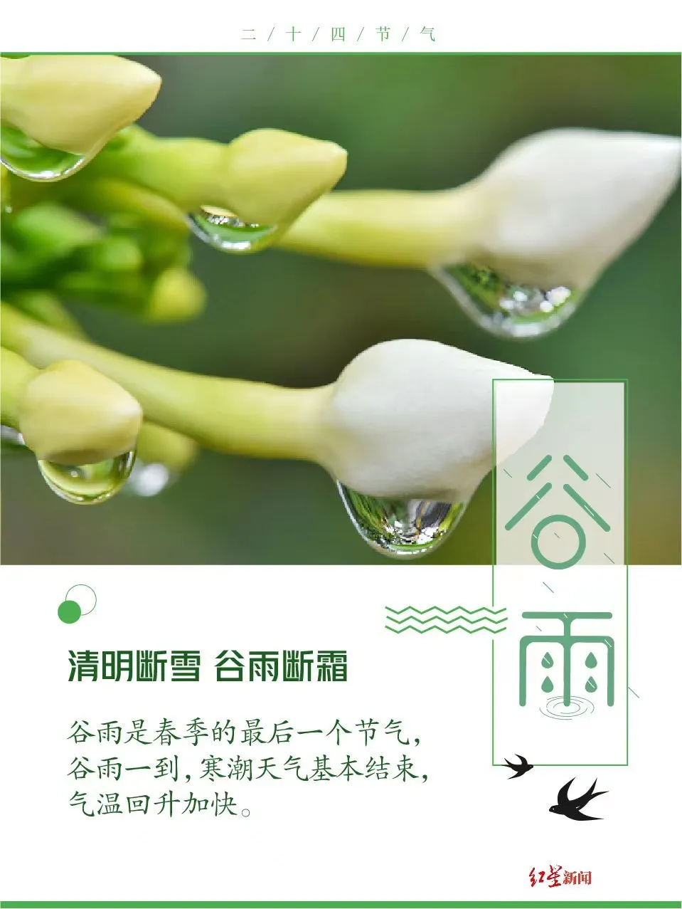 谷雨是春季最后一个节气 下一个节气就到夏天了