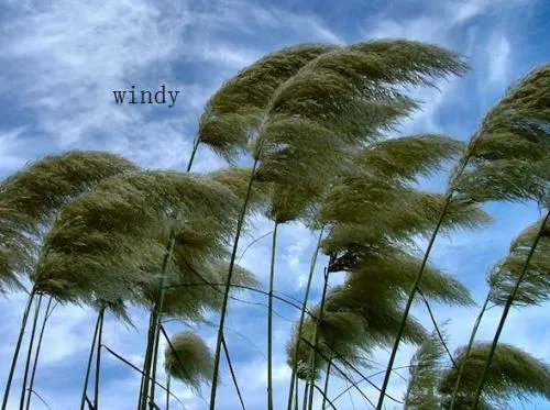 windy是什么意思,windy的用法和短语句子？