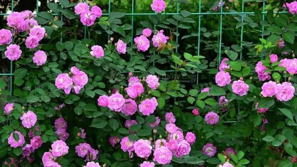 蔷薇花的养殖方法和注意事项