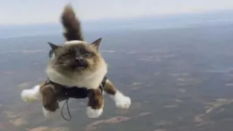 猫从高空中落下摔得死吗 猫从高空中落下摔得死吗为什么