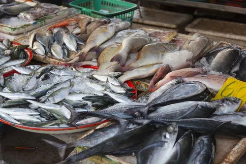 广州活鱼批发从哪里进货 广州活鱼批发从哪里进货便宜