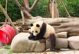 熊猫爸爸为什么不带宝宝 熊猫长大后记得母亲吗