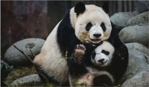 熊猫会养别人的孩子吗 熊猫长大后认识母亲吗