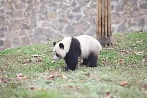熊猫怎么认出自己的孩子 熊猫长大后记得母亲吗
