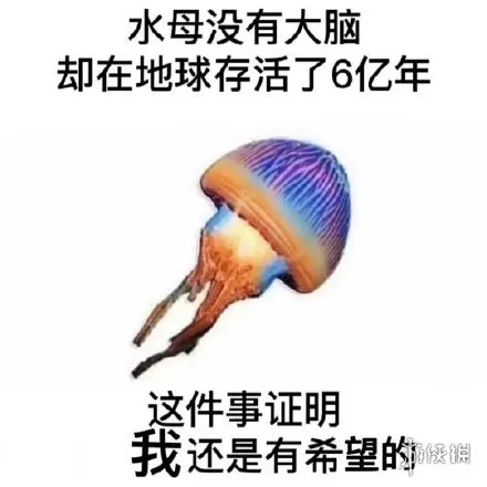 我其实是一只水母没有脑子什么意思 我其实是一只水母没有脑子出处