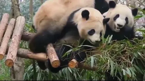 躺着自拍的大熊猫 躺着自拍的大熊猫图片