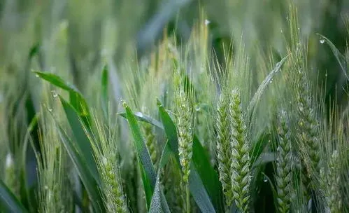 2023小麦最新价格 2023小麦最新价格河南