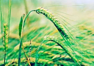 小麦赔偿多少钱一亩 2023小麦保险理赔标准