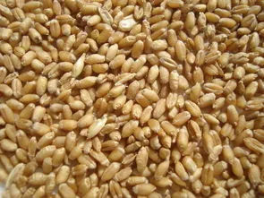 隔年的小麦种子还能种吗 隔年的小麦种子还能种吗视频