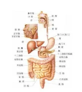 身体结构图 身体结构图五脏六腑胃的位置