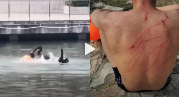 男子在南师大湖中游泳被黑天鹅打伤 网友:好惨但好好笑