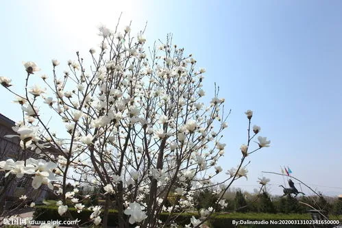 玉兰花树 玉兰花树的种植方法以及注意事项