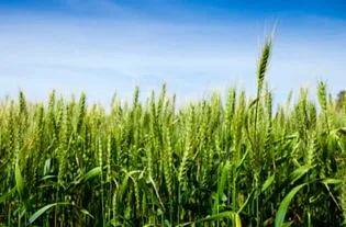 下雨对熟了的小麦有什么影响 下雨对熟了的小麦有什么影响吗