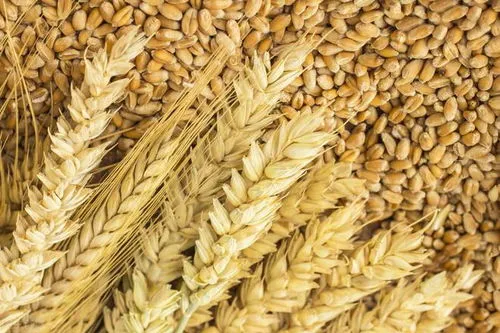 小麦还有上涨的可能吗 小麦还有上涨的可能吗2023年