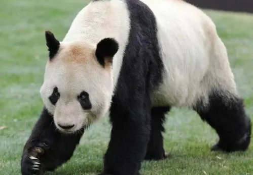 大熊猫丫丫几岁了 旅美大熊猫丫丫几岁了