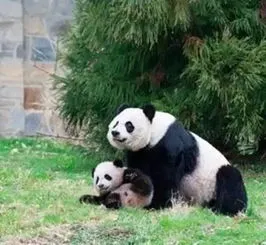 美国熊猫饲养员哭了 美国熊猫饲养员哭了视频