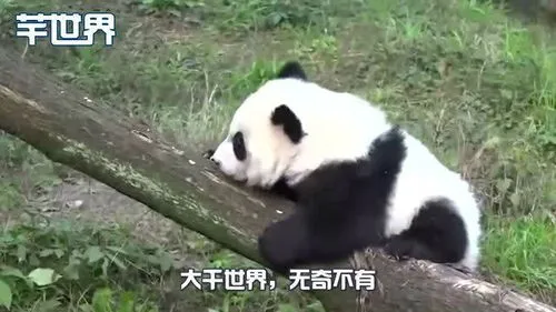 中国第一只被退回的熊猫 全国唯一的彩色大熊猫