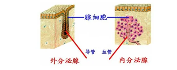 外分泌腺都有什么