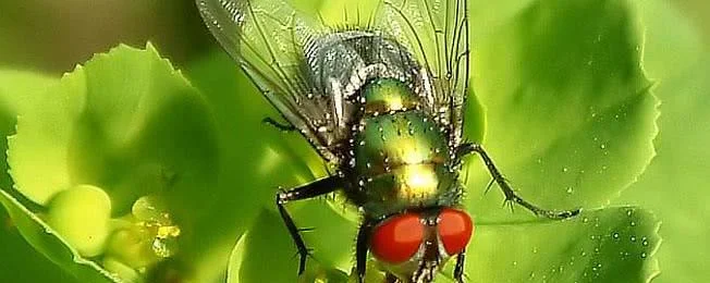 苍蝇的眼睛是什么眼