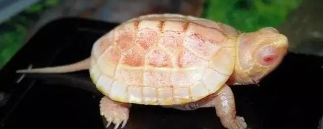 白化龟是怎么形成的
