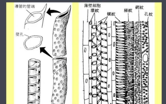 导管是什么意思