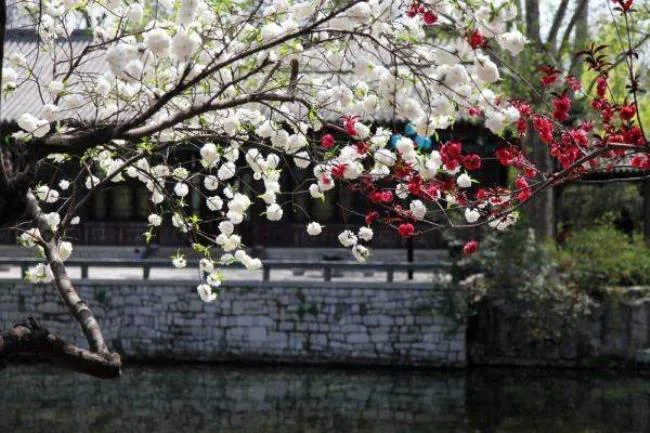 一树梨花压海棠是什么意思