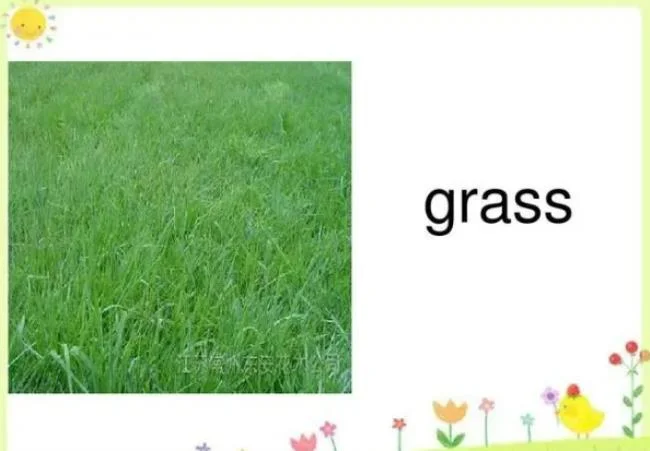 grass是什么意思