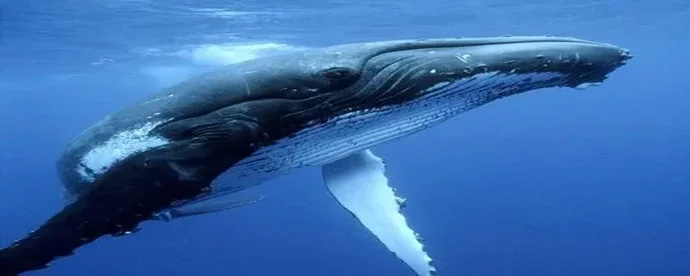 蓝鲸的重量是多少吨