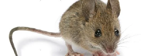 老鼠属于什么类动物