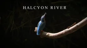 翠鸟河日记Halcyon River Diaries(2010) | 本剧完结