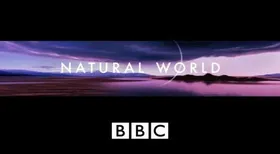 BBC 自然世界BBC Natural World(2013) | 第1季连载中