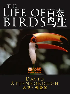 野鸟世界The Life of Birds(1998) | 本剧完结