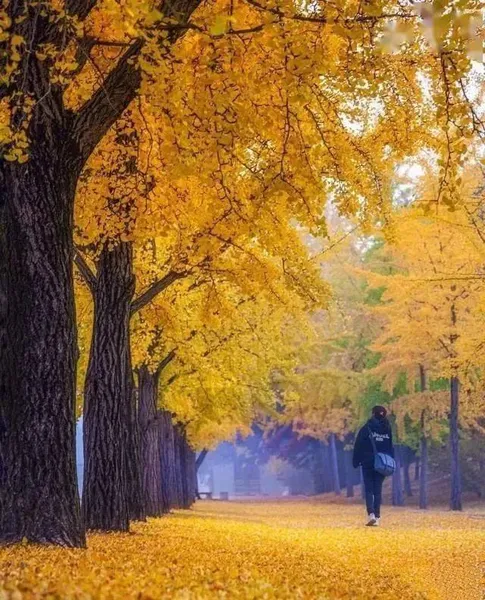 世界名曲《秋之歌》，这个季节最温柔的一首歌
