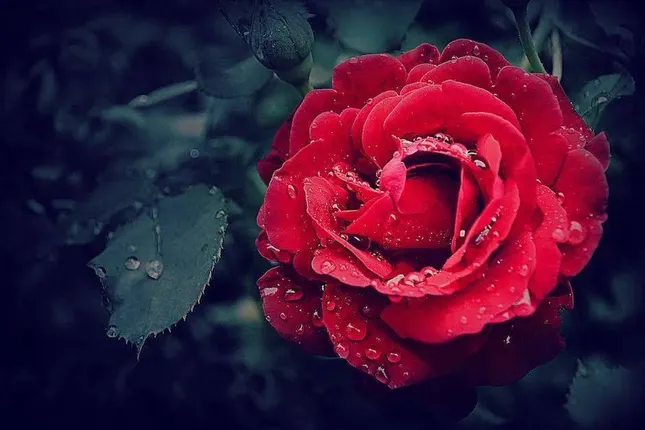 世界名曲《The Rose》触摸到灵魂的声音