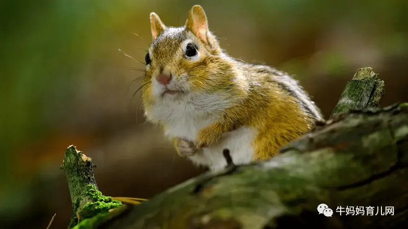 豆瓣9.5，强烈推荐，BBC 优质纪录片《小小世界》Tiny World