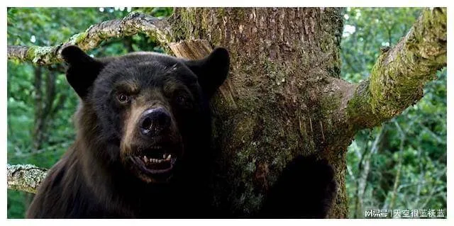 “Cocaine,Bear”：吸了毒的黑熊有多嗨？
