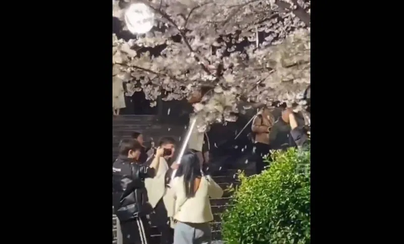 网红团队为拍视频狂摇杭州百年樱花树，童锦程致歉并承担责任